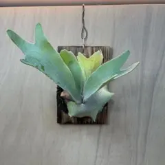 2026年最新】レモイネイの人気アイテム - メルカリ