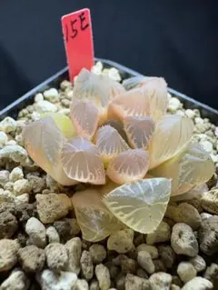 多肉植物 ハオルチア 紫レンズオブツーサ錦糊斑 - メルカリ