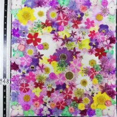 押し花素材　NO948 ノースボール ビオラ 紫陽花　バーベナ 小花　押し花