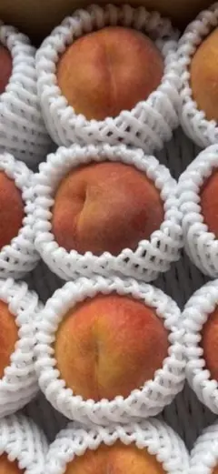 硬い黄桃「ワッサー」　早生　8玉〜11玉入　2キロ 農園直送　カリカリ食感‼️のサムネイル