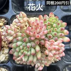 ❣️花火❣️現品 エケベリア 寄せ植え 多肉弁当 多肉植物 ❣️花火❣️現品 エケベリア 寄せ植え 多肉弁当 多肉植物 - メルカリ