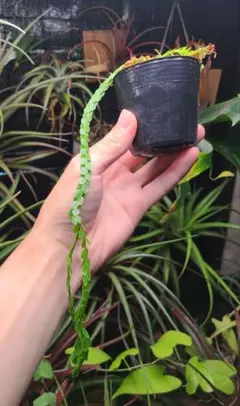 フペルジア blueklayロング 吊り鉢入りメルカリ便発送 観葉植物:フペルジア ブルークライ*吊り鉢 現品限り : 遊恵盆栽