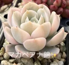 マカベアナ錦 小苗 抜き苗 多肉植物 寄せ植え♡のサムネイル