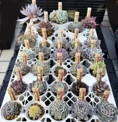 おらいさん苗30個セット　ミックスベリア　エケベリア多肉