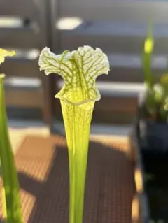 S.Leucophylla 'Schnell's Ghost'【食虫植物】のサムネイル