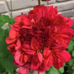 八重ゼラニウム（根付き苗）のサムネイル