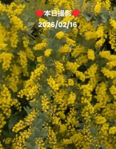 明日2/17発送　フレッシュミモザ