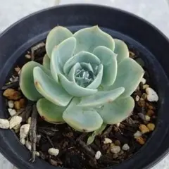 サリィーฅ様 リクエスト 2点 まとめ商品