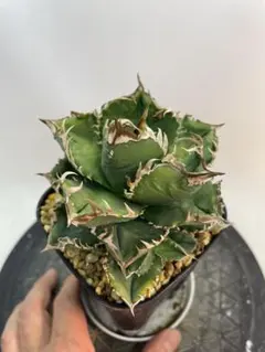 2025年最新】アガベクラウンの人気アイテム - メルカリ