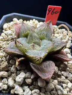 1e 多肉植物 ハオルチア 氷城実生 自家繁殖 鉢植え発送 - メルカリ
