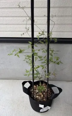 希少 クレマチス 正規品 7号鉢 蕾付き 流星 - メルカリ