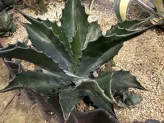 アガベ フェロックス　グリーンゴブレット斑入り 美株 アガベ サルミアナフェロックス グリーゴブレット 斑入り