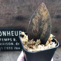 ひっきー様 リクエスト 2点 まとめ商品