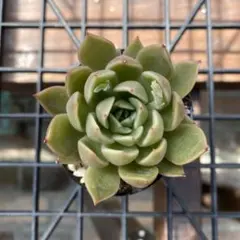 国産マリモ 約1cm 1個 癒しのマリモ無農薬 - メルカリ