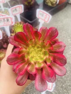 がーべら様 リクエスト 2点 まとめ商品