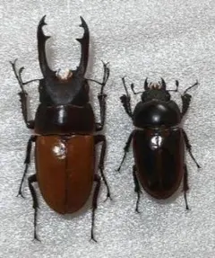硫黄島産 カブトムシ 67mm ペア 標本 - メルカリ