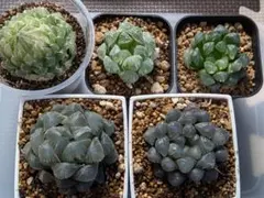 2025年最新】ハオルチア セットの人気アイテム - メルカリ