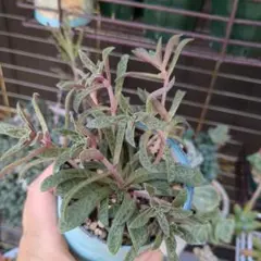 【速達付き】ぽぽちゃん様 リクエスト 3点 まとめ商品