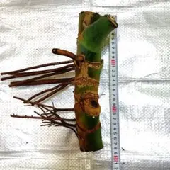 石垣島ピンクプルメリア 挿し木用枝 7本セット - メルカリ