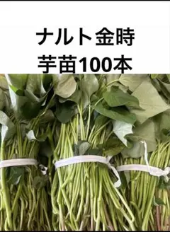 ナルト金時芋苗150本送料込み - メルカリ