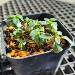 期間限定価格！ウィンゾリー　国内実生株② Yahoo!オークション -「パキポディウム ウィンゾリー」の落札相場