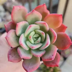 ゆいママ&パパ　多肉販売再開　断捨離中❗様 リクエスト 2点 まとめ商品