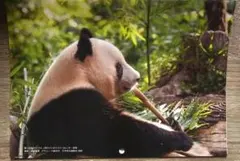 Item thumbnail for item c5d91e9f-f063-41f3-ac4b-28c3d436d671