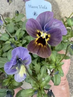 2026年最新】青パンジービオラの人気アイテム - メルカリ