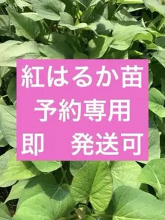 紅はるか切り苗 100本 茨城県産 サツマイモさつまいも苗 家庭農園 大口