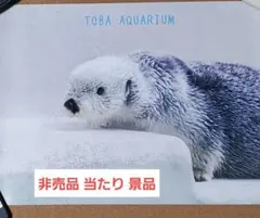 【非売品】鳥羽水族館 ラッコ ポスター メイちゃん