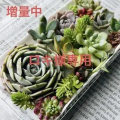 ロキ様 リクエスト 3点 まとめ商品