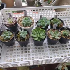 すず様専用　　　エケベリア10鉢セット多肉植物