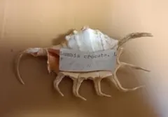 天然 貝殻 置物 オブジェ＿サソリガイ