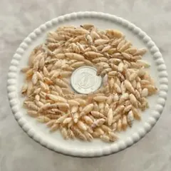 no.40 天然貝殻 パーツ 巻き貝