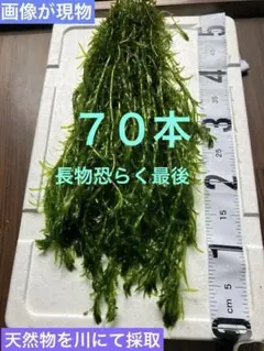 天然アナカリス□70本‼️画像が現物⚠️翌日地域の方のみ⚠️翌々日