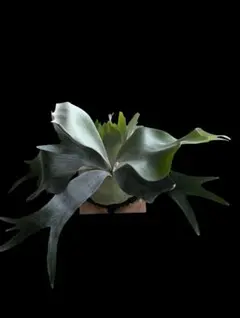 ユズルモノ様 リクエスト 2点 まとめ商品