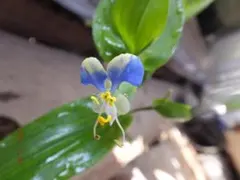 かずみん様 リクエスト 2点 まとめ商品