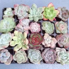 ②サービス品！ 韓国苗　カット苗　ミニ寄せ植え用　多肉植物