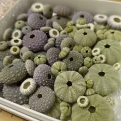 Item thumbnail for item 7fbd1dd9-f80c-424f-957a-0ec7216a274c