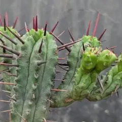 輸入苗 opuntia grandiskk 1985 オプンチア サボテン - メルカリ