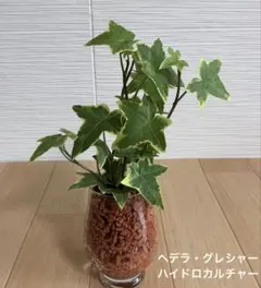 관엽식물 헤데라 글레시어 하이드로컬쳐