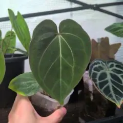 Subsignatum x Papi FS' x Portillae カット株 - メルカリ