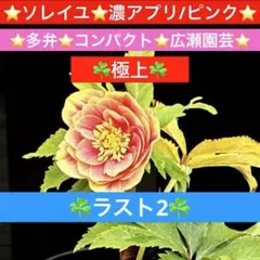 2026年最新】広瀬園芸 クリスマスローズの人気アイテム - メルカリ