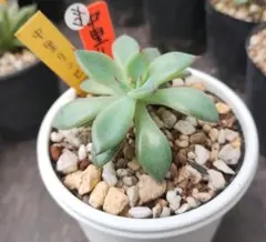 2025年最新】中里リンゼアナの人気アイテム - メルカリ