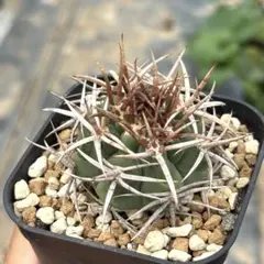 2026年最新】フェロシオールの人気アイテム - メルカリ