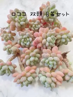 まえちゃん様 リクエスト 2点 まとめ商品