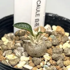 マサくん様 リクエスト 2点 まとめ商品