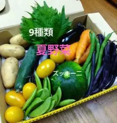 夏野菜詰め合わせ　☆説明必読願います！のサムネイル