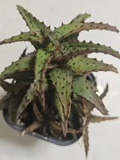 メルカリ便発送☆アロエ実生苗 (コニフェラ×カスティロニアエ)×メラナカンサ メルカリ便発送☆アロエ実生苗 (コニフェラ×カスティロニアエ