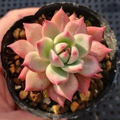 2025年最新】多肉リンゼアナの人気アイテム - メルカリ